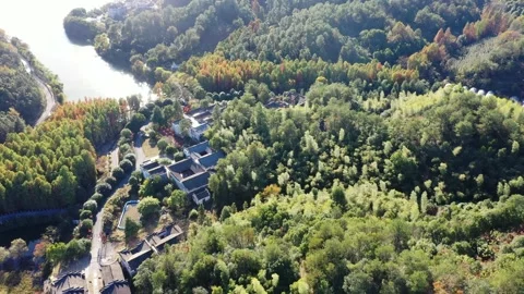 Forest in autumn Stock Footage 165869422