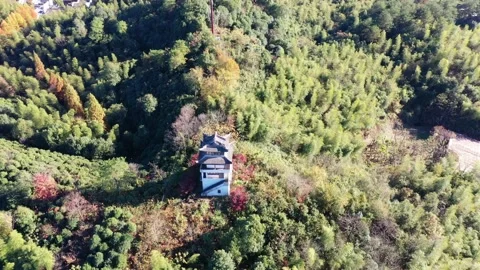 Forest in autumn Stock Footage 165869500