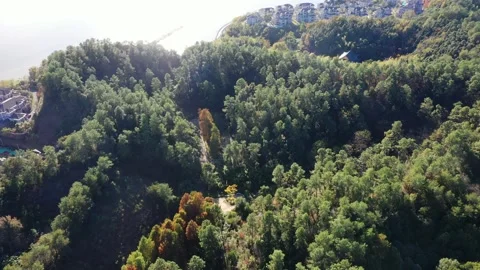 Forest in autumn Stock Footage 165869557