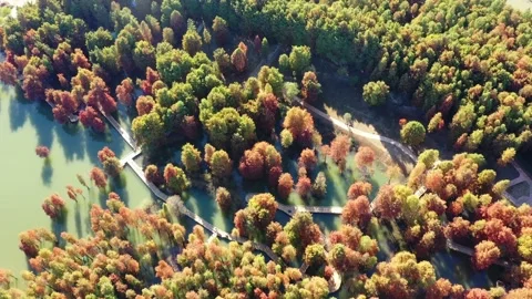 Forest in autumn Stock Footage 165869666