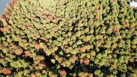 Forest in autumn Stock Footage 165869724