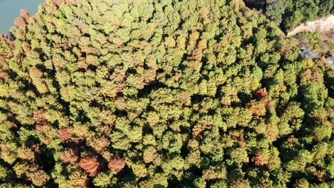 Forest in autumn Video stock 165869793