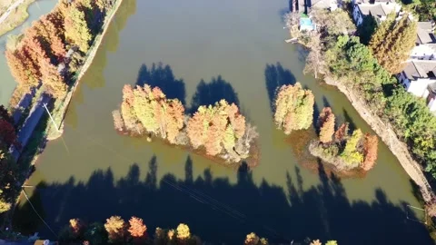 Forest in autumn Stock Footage 165869843