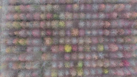 Forest in autumn Stock Footage 167092547