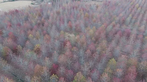 Forest in autumn Stock Footage 167092549