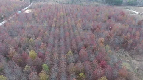 Forest in autumn Stock Footage 167092630