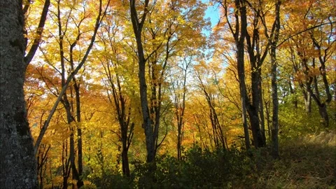 Forest in autumn Stock Footage 208091832