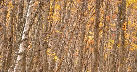 Forest in autumn Vídeos de archivo 221550272