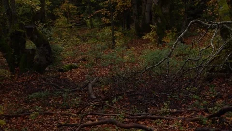 Forest in autumn. Stock Footage 254525651