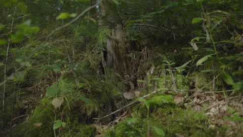 Forest in Autumn Stock Footage 261294807