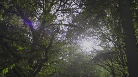 Forest in Autumn Stock Footage 261301373