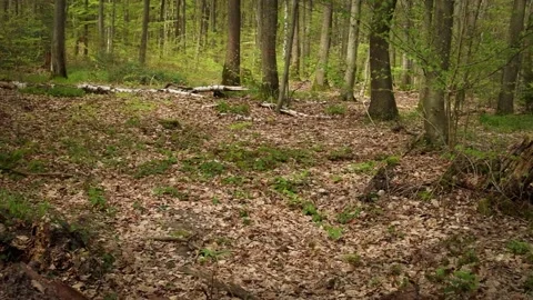 Forest in autumn Video stock 280382025