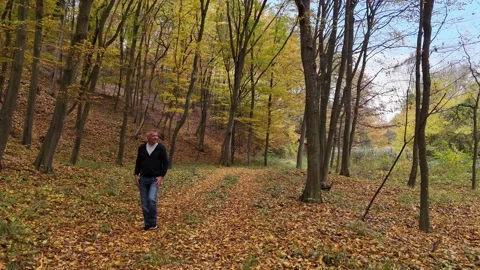 Forest in autumn Stock Footage 291168498