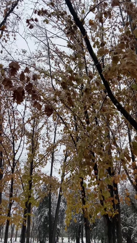 Forest in autumn Stock Footage 293091541