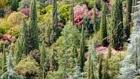 Forest autumn, green mixed coniferous 스톡 동영상 228808853