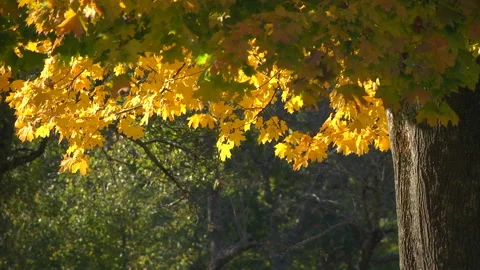 Forest autumn landscape Stock Footage 105749598