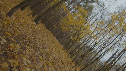 Forest autumn landscape Stock Footage 118020347