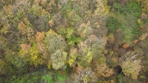 Forest autumn landscape Stock Footage 239274406