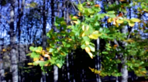 Forest autumn leaves Stock Footage 43128023