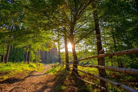 Forest in autumn light Stock Photos