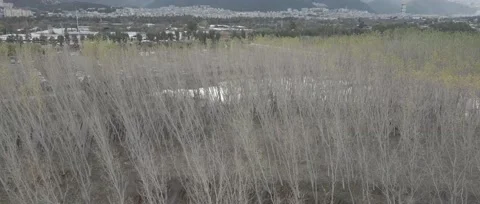 Forest in autumn mountain background Stock Footage 145635117