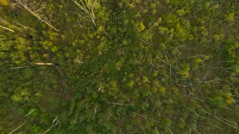 Forest autumn nature sunset tree wood flower plant branch Stock Footage 252905935