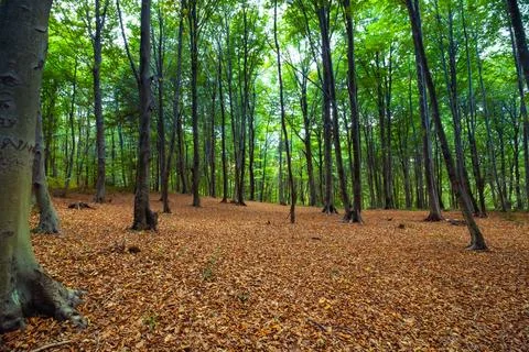 Forest in the autumn or fall view. Green trees and fallen leaves Foto stock