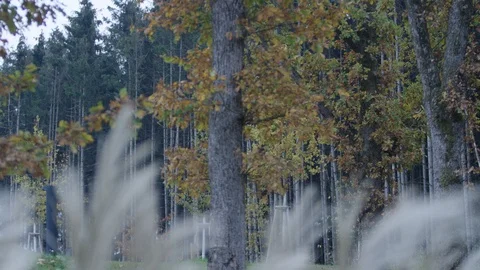 Forest in autumn with pampas grass Video stock 118975472