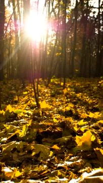 Forest in autumn Stock Photos