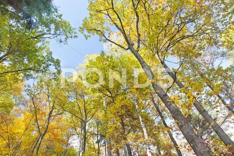 Forest in autumn Stock Photos
