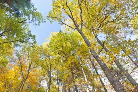 Forest in autumn Stock Photos