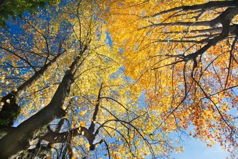 Forest in autumn Stock-Fotos