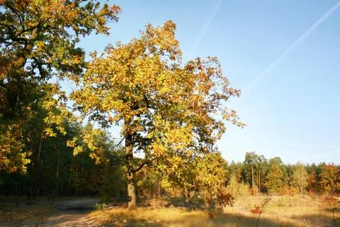 Forest in autumn Stock Photos