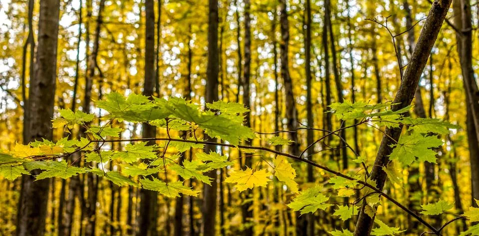 Forest in autumn Foto stock
