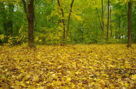 Forest in autumn Stock Photos