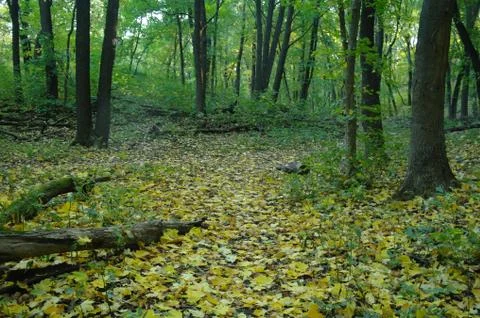 Forest in autumn Stock Photos