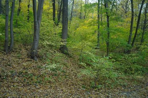 Forest in autumn Stock Photos