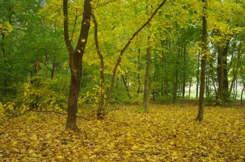 Forest in autumn Stock Photos