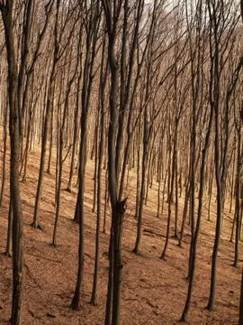Forest in autumn Stock Photos