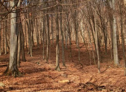 Forest in autumn Stock Photos