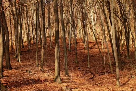 Forest in autumn Stock Photos