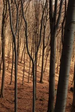 Forest in autumn Stock Photos