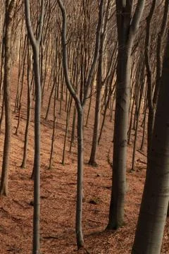 Forest in autumn Foto stock