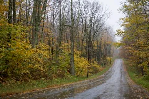 Forest, autumn 스톡 사진