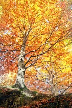 Forest in autumn Stock Photos