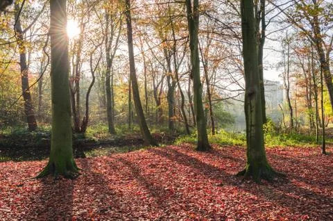 Forest in autumn Stock Photos