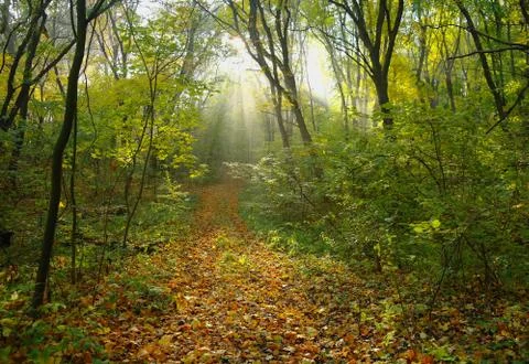 Forest in autumn Stock Photos