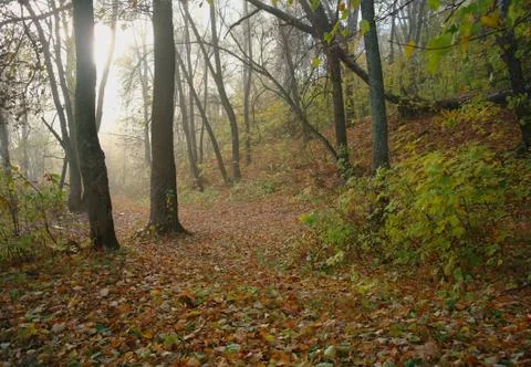 Forest in autumn Stock Photos