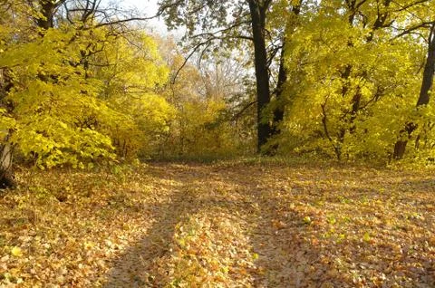Forest in autumn Stock Photos