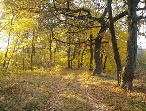 Forest in autumn Stock Photos